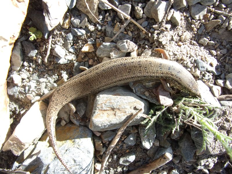 Chalcides ocellatus tiligugu, Scincidae